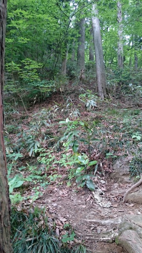 天狗岩付近で遭遇した鹿