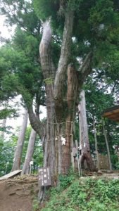 安産杉