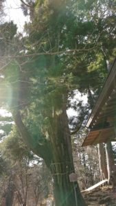 産安社と安産杉