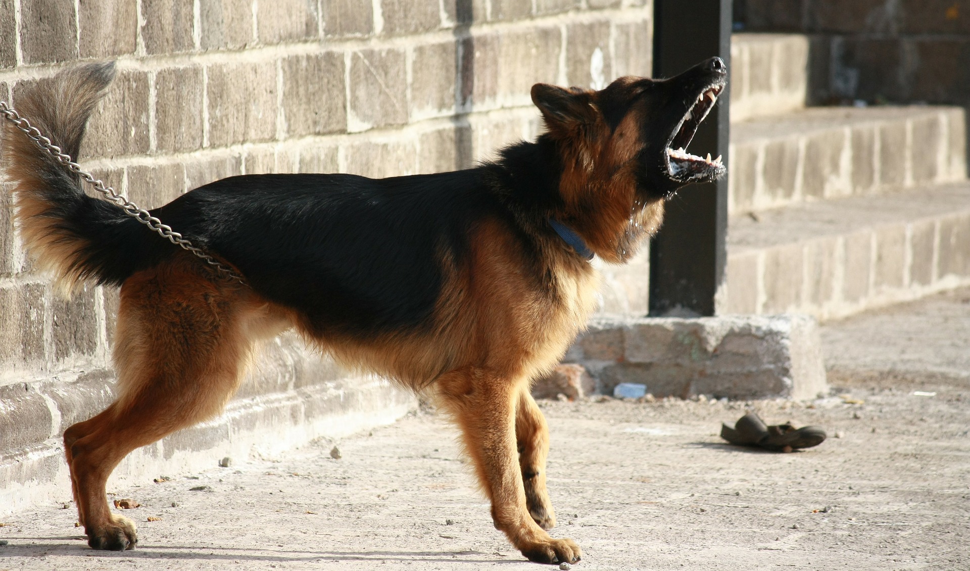 犬に無駄吠えなし それでも吠える犬にしつけが必要な理由や おすすめグッズ